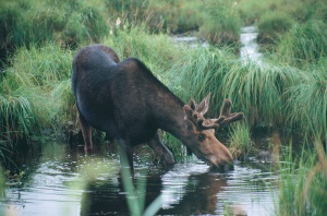 indrukwekkend wildlife, de eland (Moose) | Adirondack Park Preserve